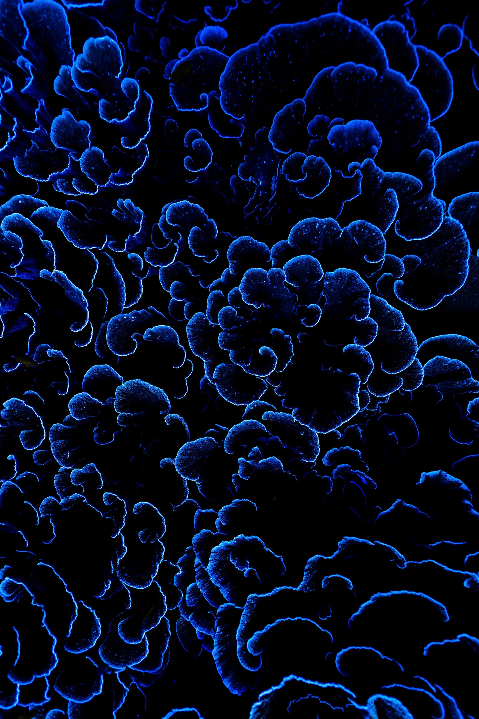 Fluorescent Coral