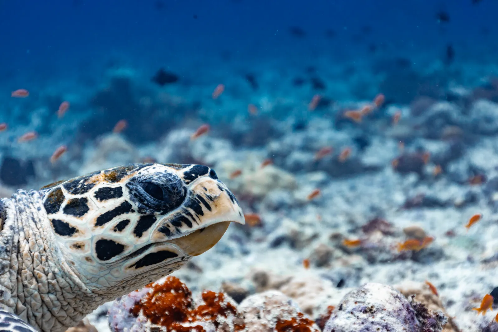 Hawksbill Turtle