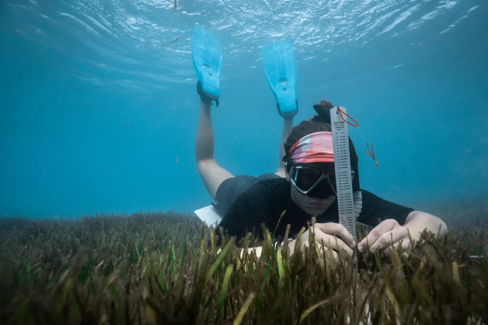 Marine habitat conservation fieldwork in hotel waters