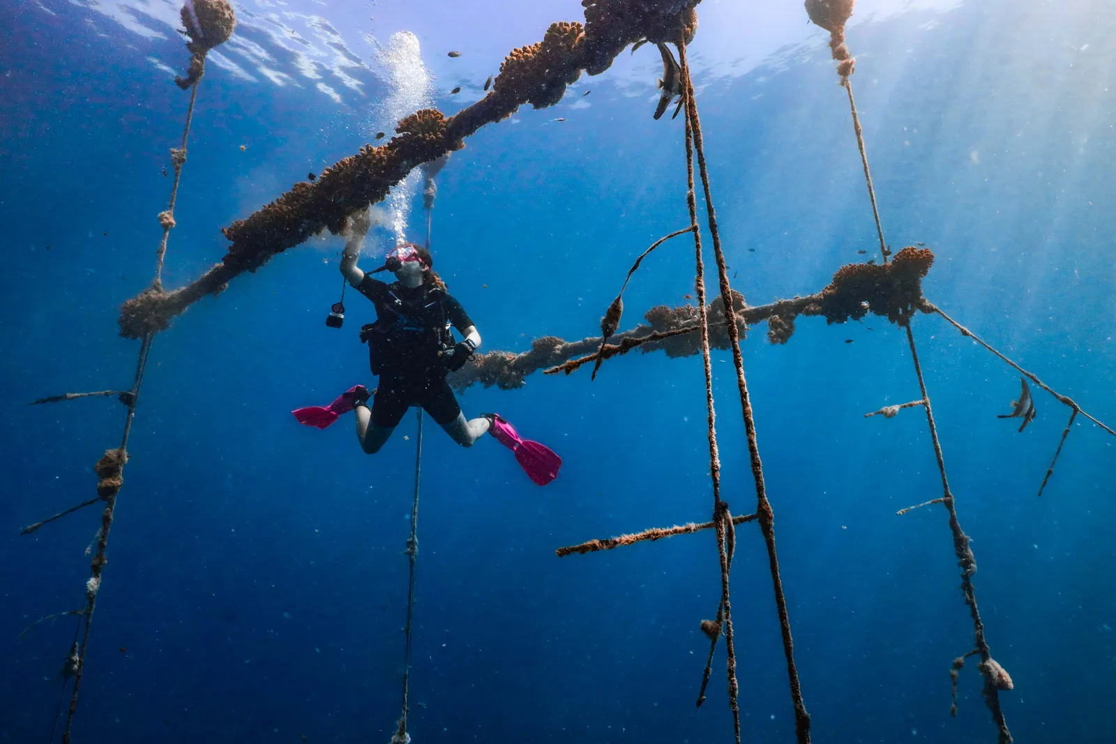 Coastal and underwater conservation context, Laamu