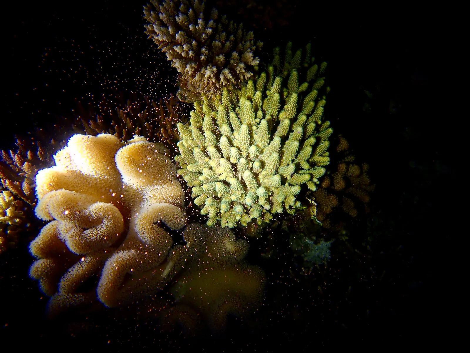 Six Senses Laamu – photo 4