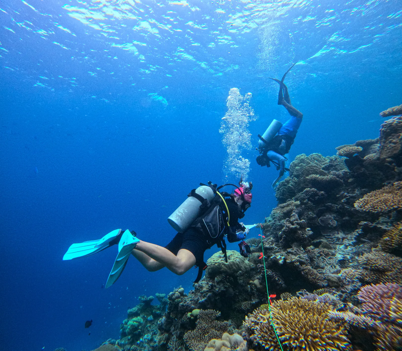 Marine science fieldwork and reef environment, Laamu