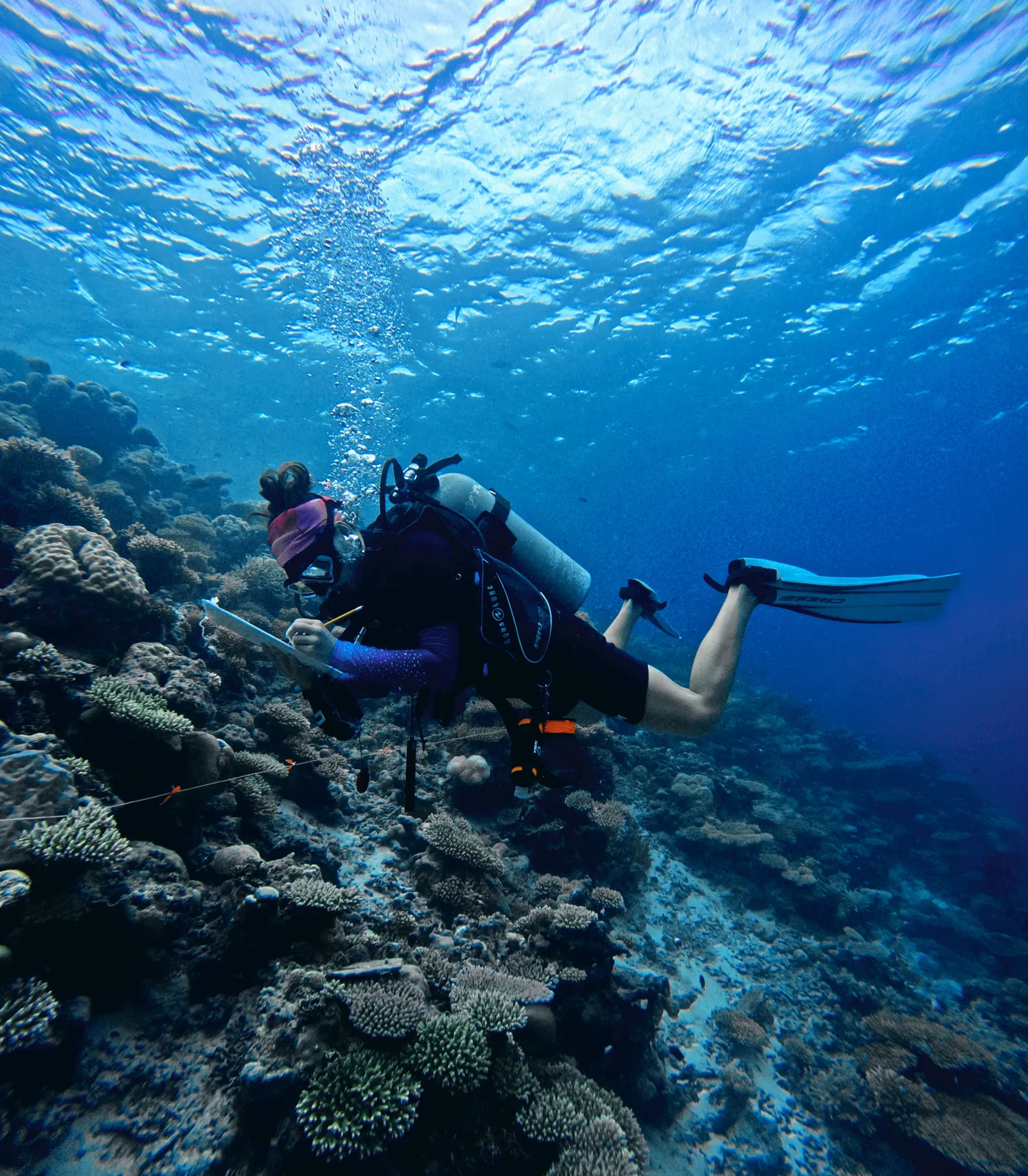 Detailed marine habitat scene for conservation programme