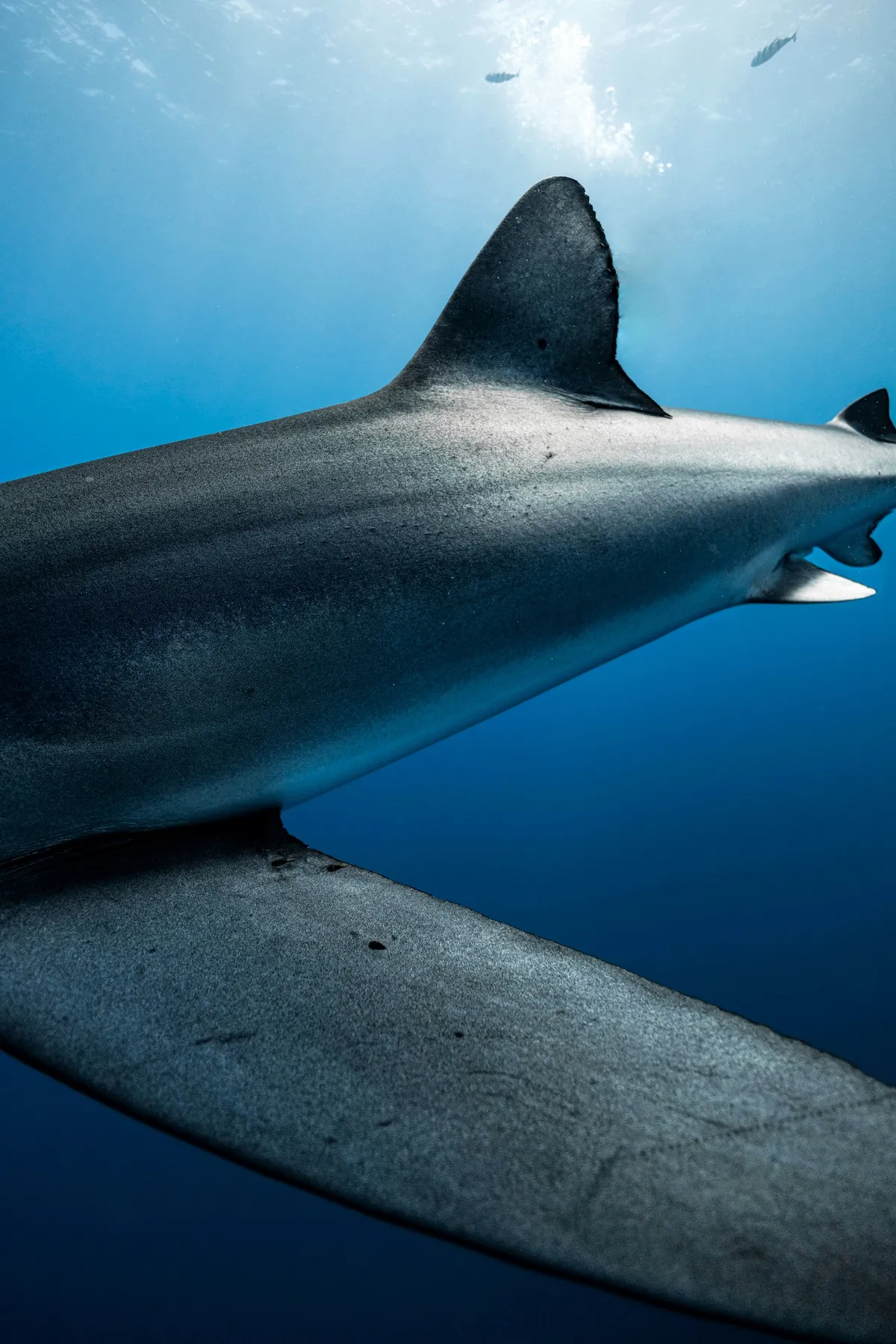 Blue Shark Encounters