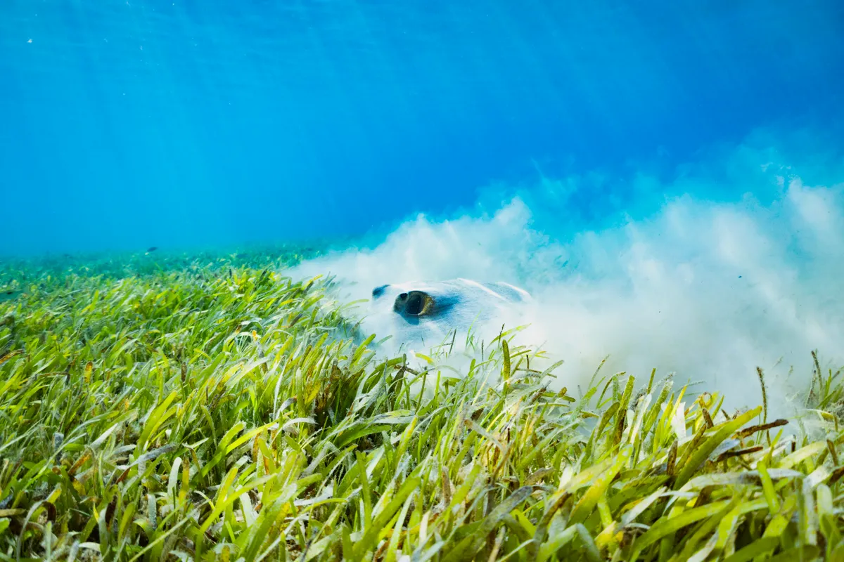Megafauna of the Seagrass meadows